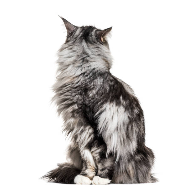 istock Main coon cat sitting, lokking back, isolated on white 889602592