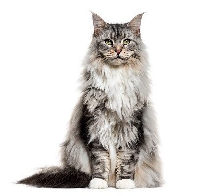 Main coon cat, sitting, isolated on white