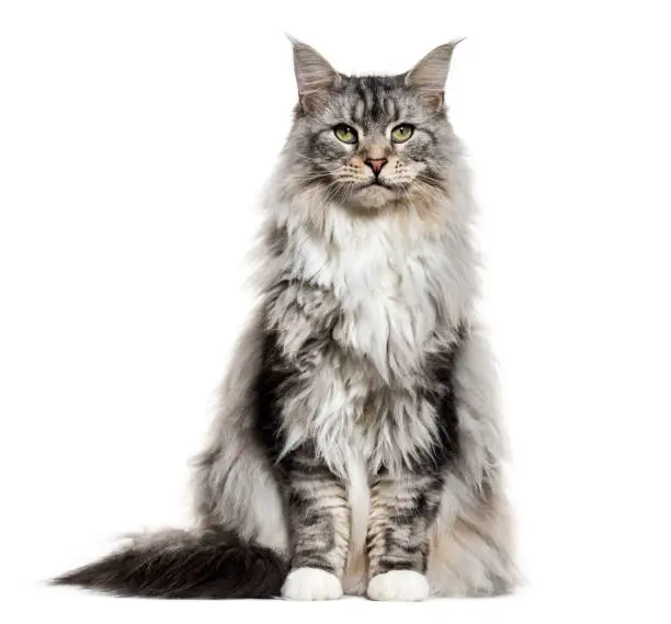 Photo of Main coon cat, sitting, isolated on white