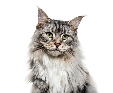 A closeup image of a wide-eyed tabby