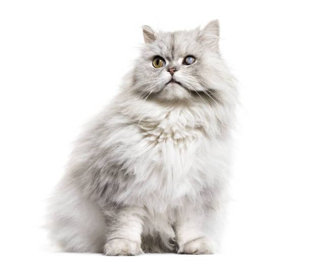 istock one-eyed blind persian cat, isolated on white 889602748