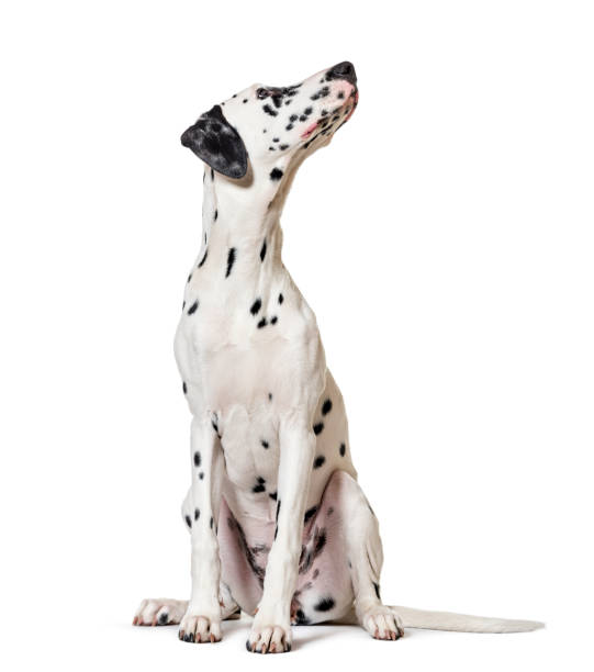 Dalmatian dog, sitting, looking at the camera, isolated on white