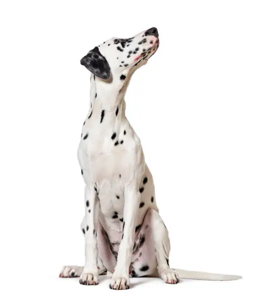Photo of Dalmatian dog, sitting, looking at the camera, isolated on white