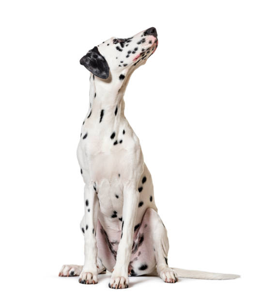 dalmatyński pies, siedzący, patrzący na kamerę, odizolowany na białym - spotted dog zdjęcia i obrazy z banku zdjęć