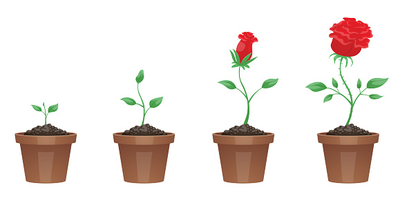 Vector image of four stages of growth of a beautiful red flower (rose) in a brown pot on a white background. Plant growing stages. Flower life cycle. Timeline infographic. Vector illustration.