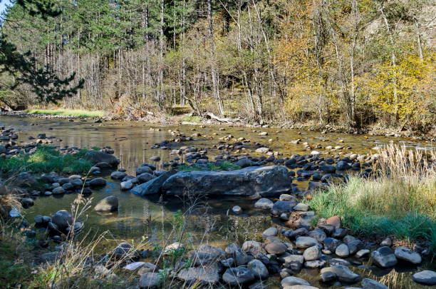 istock Beautiful view of autumnal forest and river Iskar 889605706