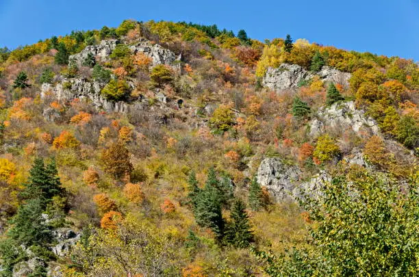 Photo of Mountain landscape with differently trees in venerable autumnal forest and glade