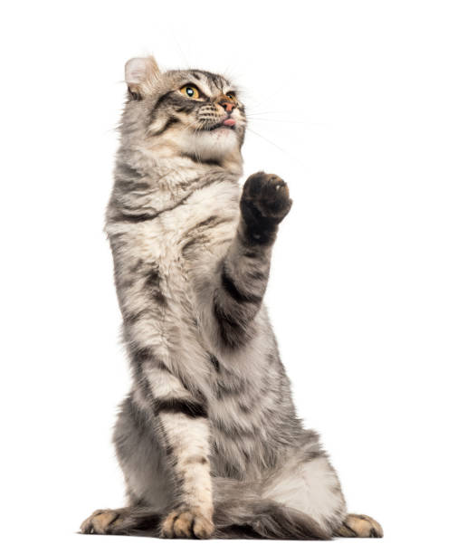 istock Front view of an American Curl sitting, pawing, looking up, isolated on white 889609488