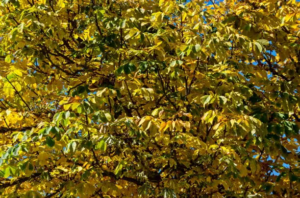 Photo of Natural background from  autumnal foliage of chestnut  tree