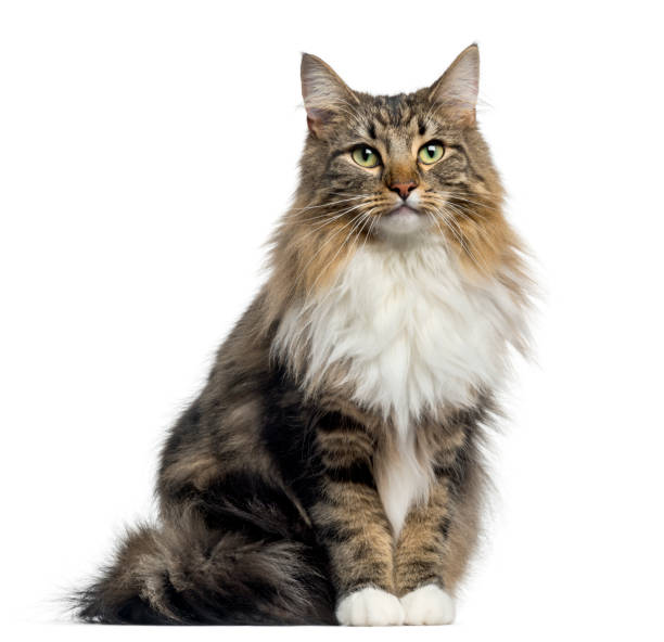 istock Front view of a Norwegian Forest cat sitting, looking at the camera, isolated on white 889609644