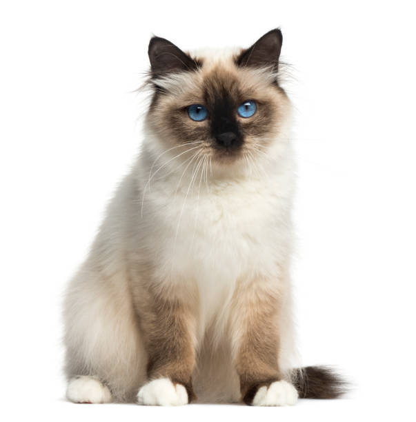 istock Front view of a Birman sitting, facing, looking at the camera, isolated on white 889609662
