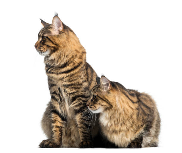 istock Two Maine Coon looking away, isolated on white 889609682