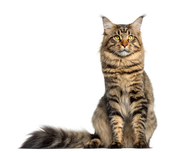 istock Front view of a Maine Coon, sitting, looking up, isolated on white 889609690
