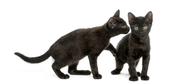 istock Black kitten sniffing at other kitten, 2 months old, isolated on white 889609704