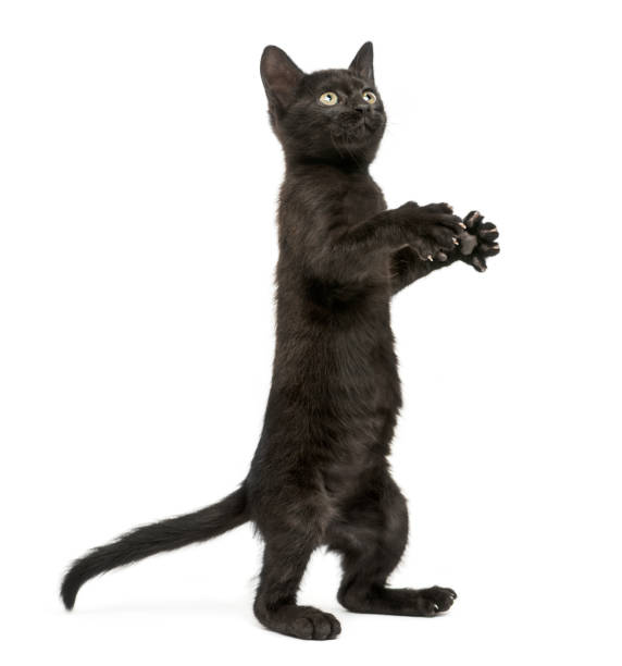 istock Black kitten standing on hind legs, playing, looking up, 2 months old, isolated on white 889609718