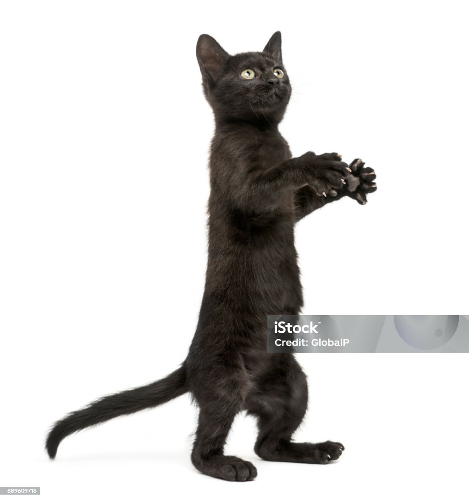 Mèo Con Đen Đứng Trên Hai Chân Sau Chơi Nhìn Lên 2 Tháng Tuổi Bị ...