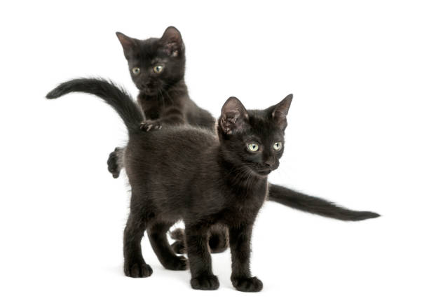 istock Two Black kittens playing, 2 months old, isolated on white 889609734