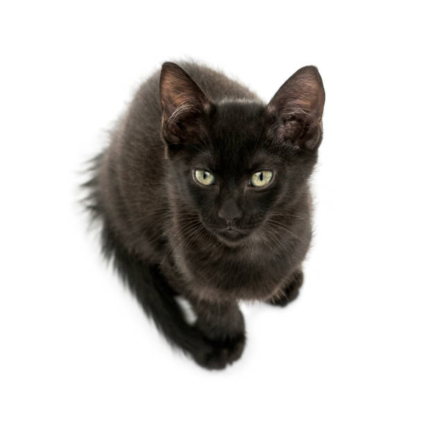istock Black kitten sitting, viewed from up high, looking at the camera, 2 months old, isolated on white 889609744