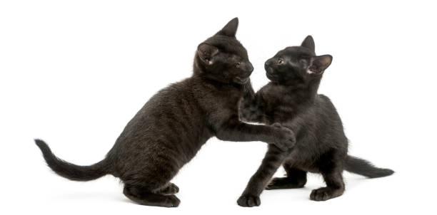istock Two Black kittens playing, 2 months old, isolated on white 889609760