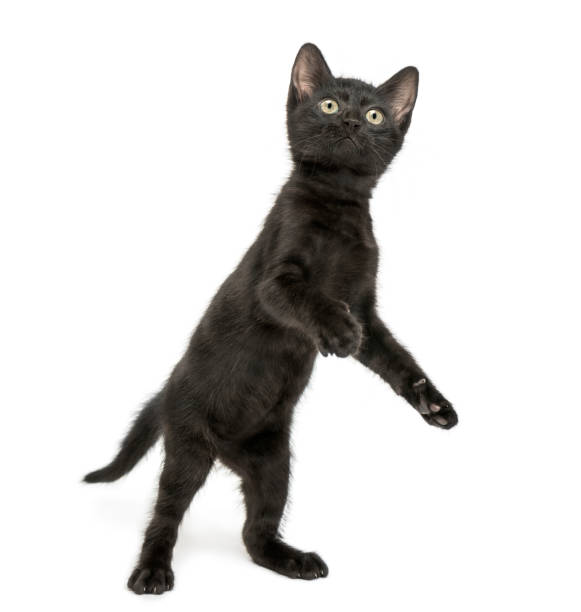 istock Black kitten standing on hind legs, playing, looking up, 2 months old, isolated on white 889609786