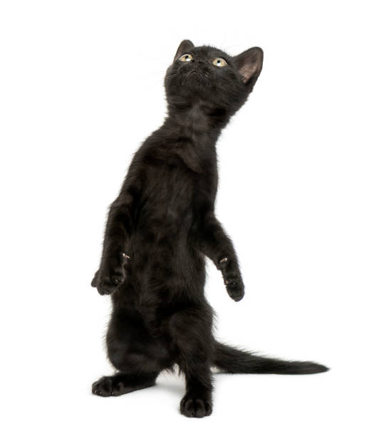 istock Black kitten standing on hind legs, playing, looking up, 2 months old, isolated on white 889609788