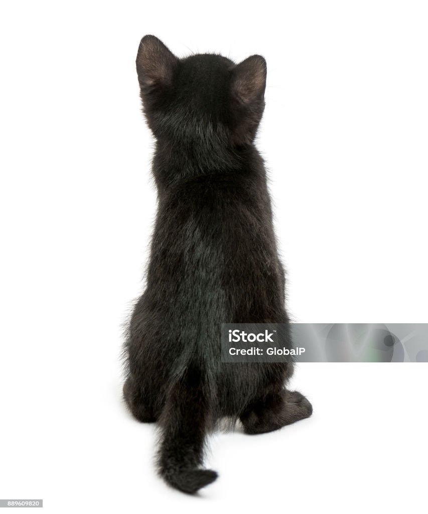 Rear view of a Black kitten sitting, 2 months old, isolated on white Rear View Stock Photo