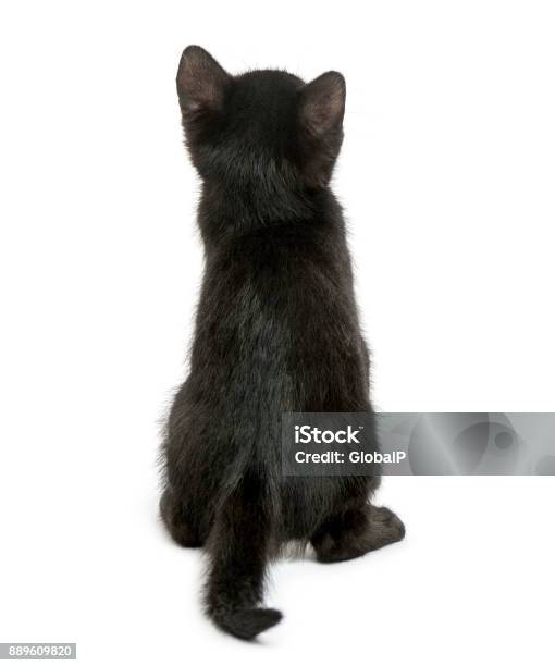 Rear View Of A Black Kitten Sitting 2 Months Old Isolated On White Stock Photo - Download Image Now