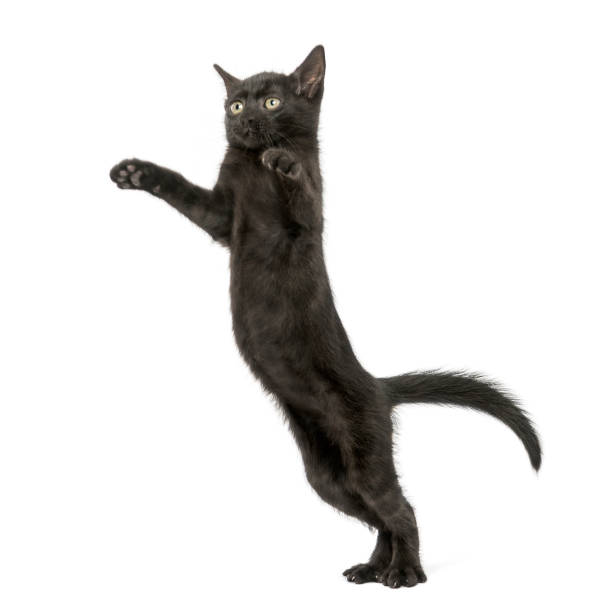 istock Black kitten standing on hind legs, reaching, pawing up, 2 months old, isolated on white 889609836