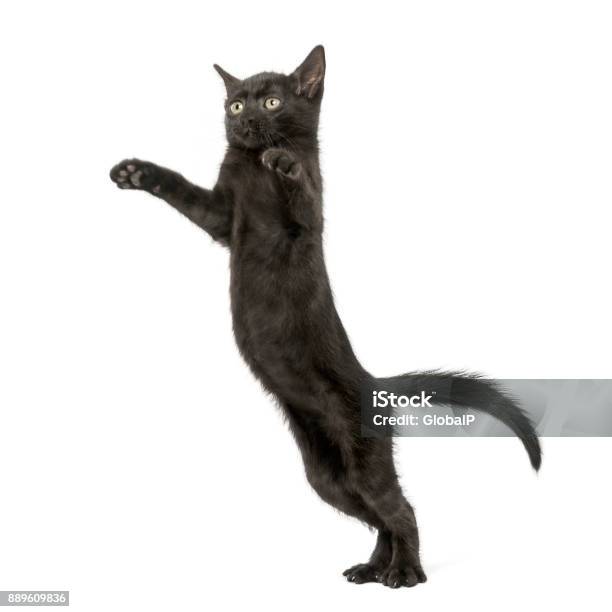 Mèo Con Đen Đứng Trên Hai Chân Sau Vươn Tới Cầm Chân Lên 2 Tháng Tuổi