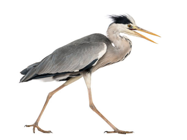 istock Side view of an Grey Heron walking, screaming, Ardea Cinerea, 5 years old, isolated on white 889609890