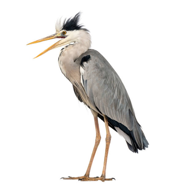 istock Angry Grey Heron standing, screaming, Ardea Cinerea, 5 years old, isolated on white 889609896