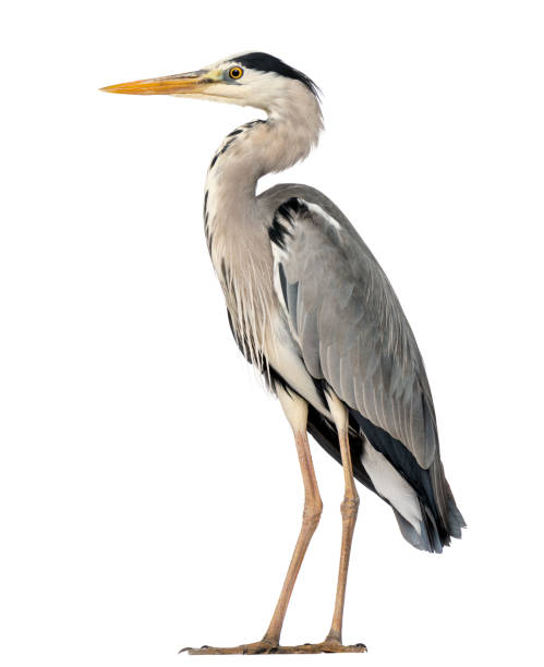 pie de garza, ardea cinerea, 5 años de edad, aislado en blanco - heron fotografías e imágenes de stock