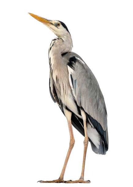 istock Grey Heron standing, looking up, Ardea Cinerea, 5 years old, isolated on white 889609928