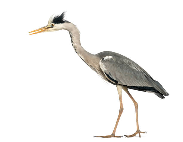 istock Side view of a Grey Heron walking, curious, Ardea Cinerea, 5 years old, isolated on white 889609946