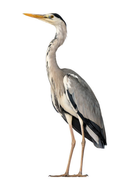 istock Grey Heron standing, Ardea Cinerea, 5 years old, isolated on white 889609950