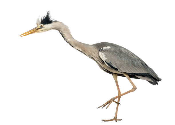 istock Side view of a Grey Heron standing on one leg, curious, Ardea Cinerea, 5 years old, isolated on white 889609956