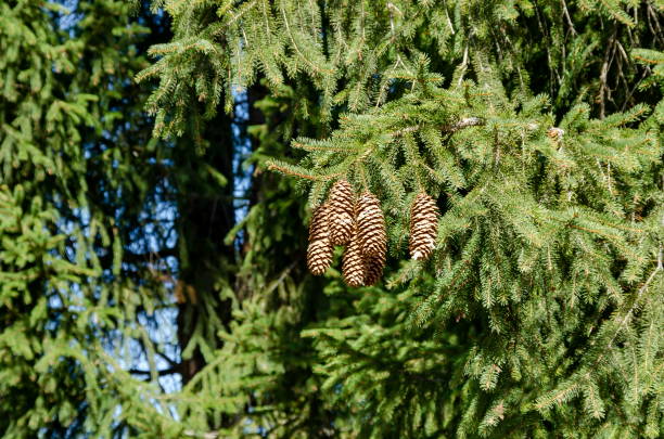 Branch of coniferous tree with strobile, Rila mountain, Bulgaria