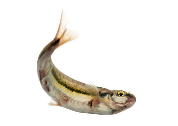 istock Eurasian minnow swimming, viewed from below, Phoxinus phoxinus, isolated on white 889609980