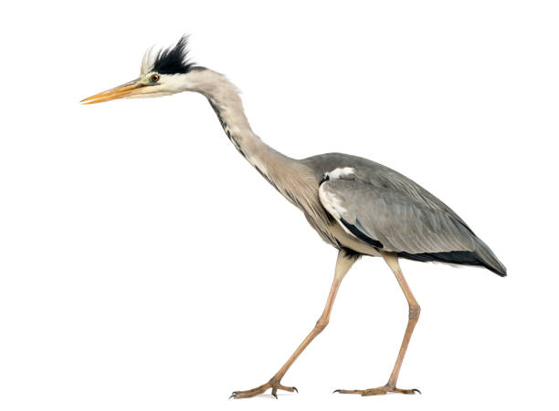 istock Side view of a Grey Heron walking, curious, Ardea Cinerea, 5 years old, isolated on white 889610004