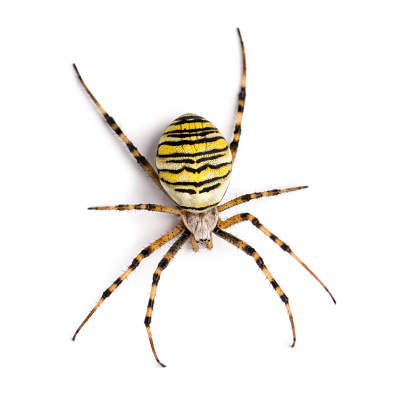 Wasp spider viewed from up high, Argiope bruennichi, isolated on white