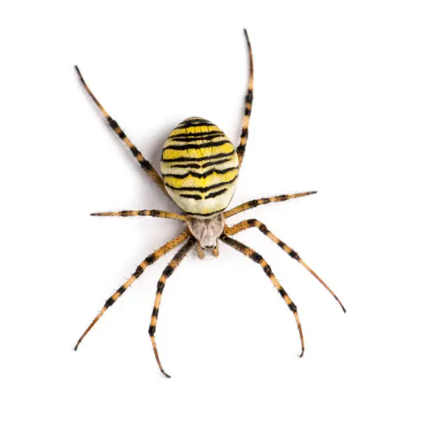 Photo of Wasp spider viewed from up high, Argiope bruennichi, isolated on white