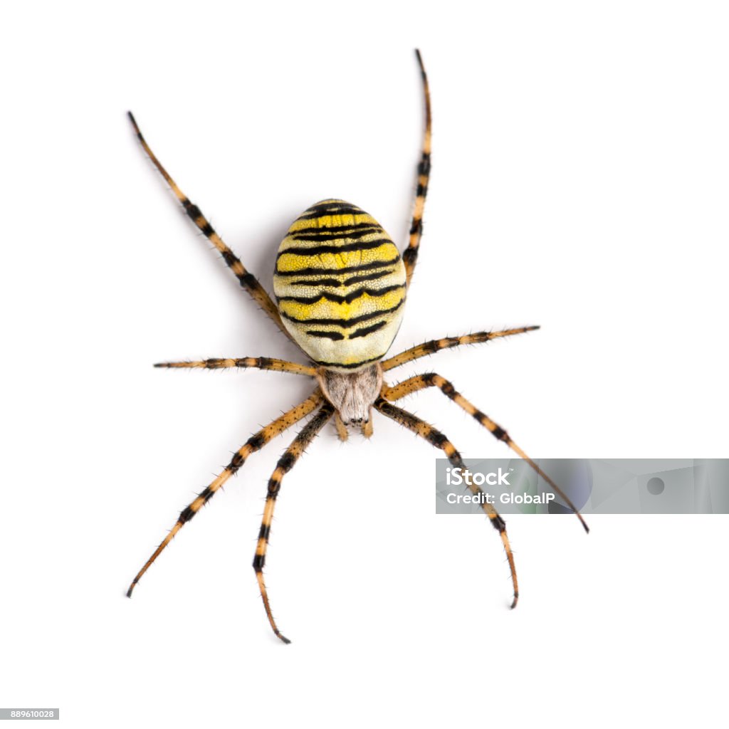 Nhện Wasp Nhìn Từ Trên Cao Argiope Bruennichi Bị Cô Lập Trên Màu ...