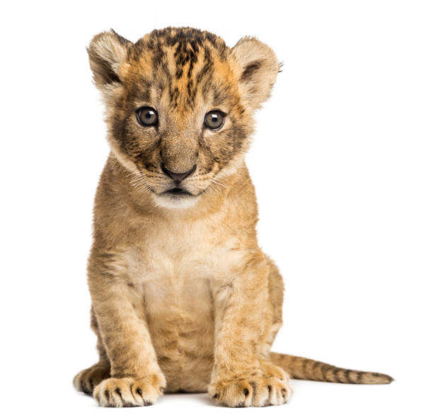 istock Lion cub sitting, looking at the camera, 4 weeks old, isolated on white 889610222