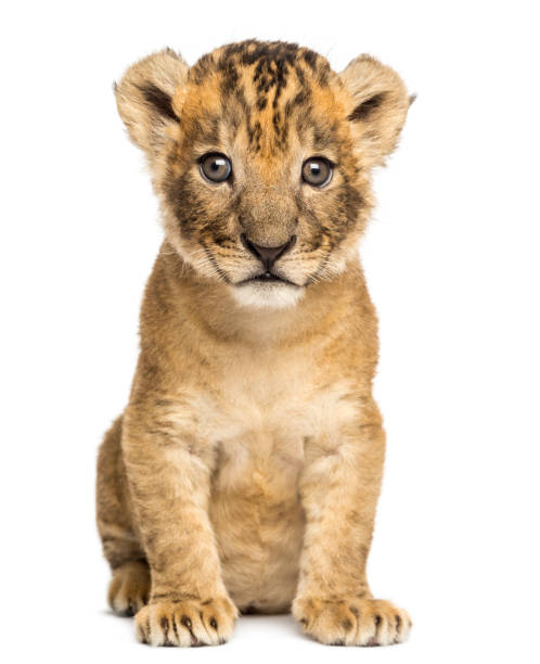 istock Lion cub sitting, looking at the camera, 4 weeks old, isolated on white 889610226