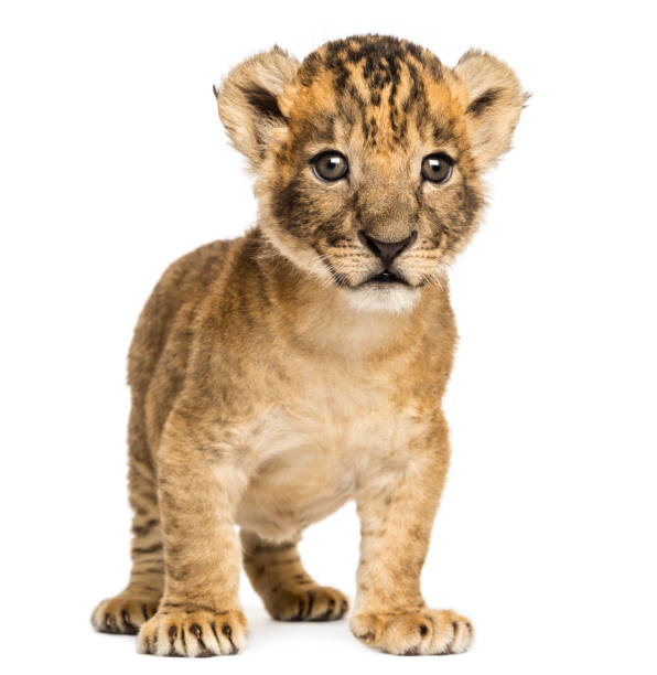 istock Lion cub standing, 4 weeks old, isolated on white 889610246