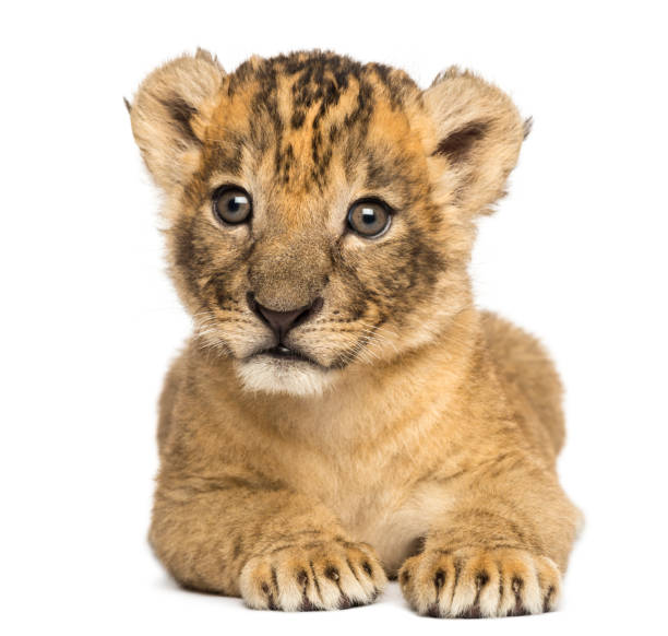 istock Front view of a Lion cub lying down, 4 weeks old, isolated on white 889610314