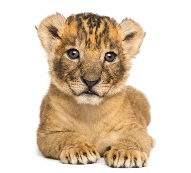 istock Front view of a Lion cub lying down, 4 weeks old, isolated on white 889610358