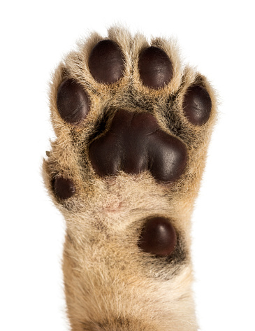 Close-up of Lion cub's pad, 4 weeks old, isolated on white