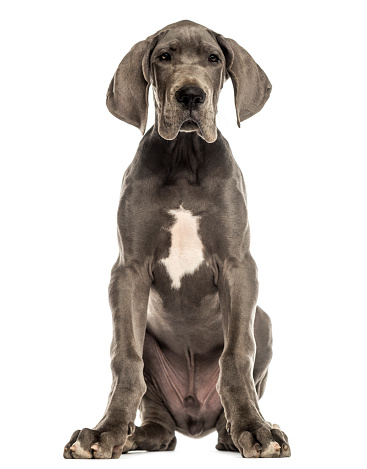 Great Dane sitting, facing, isolated on white