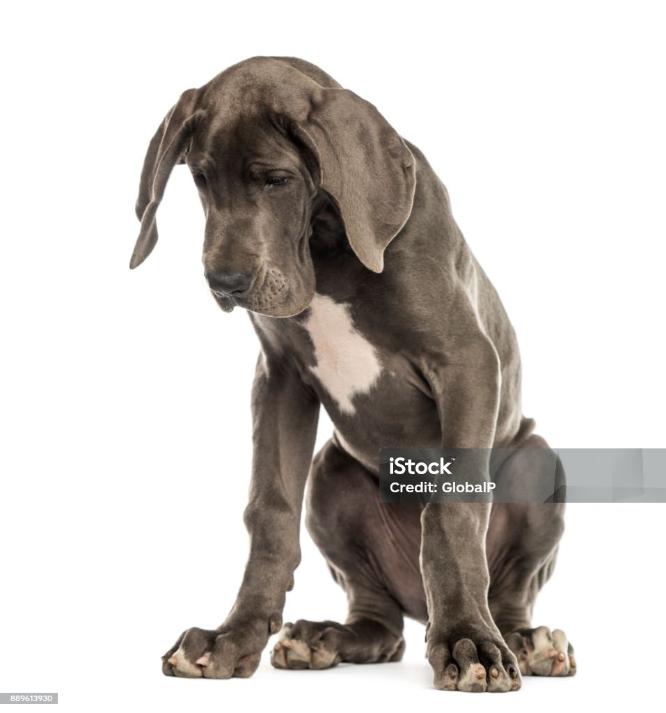 Great Dane sitting, looking down, isolated on white Dog Stock Photo